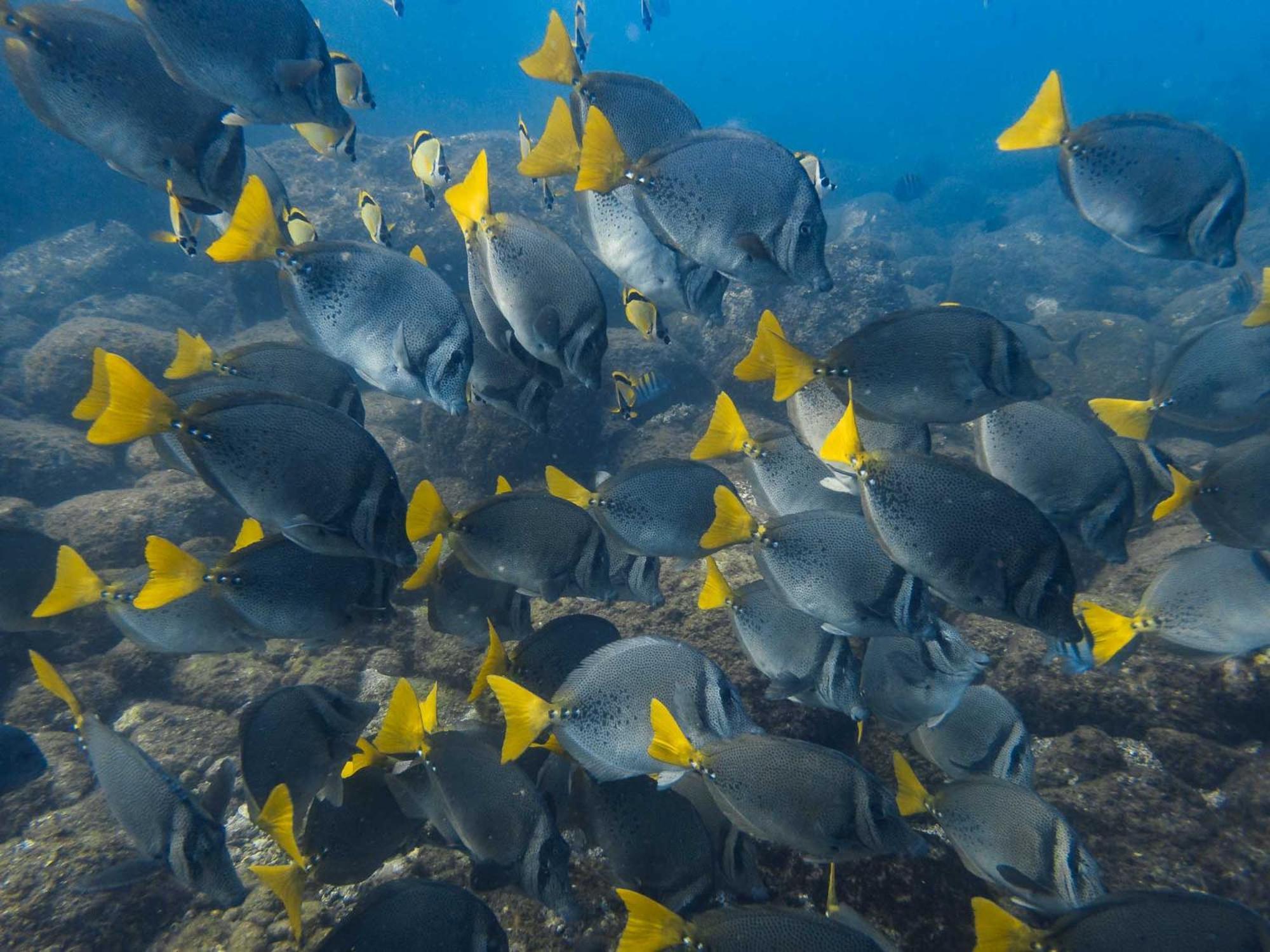 Hotel Sealion Dive Center Topolobampo Exterior foto